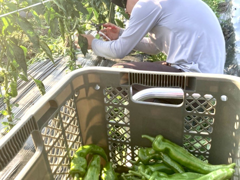 【京都府産】旬の定番夏野菜セット（10品）