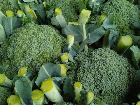 北海道産ブロッコリー　氷詰め・12玉