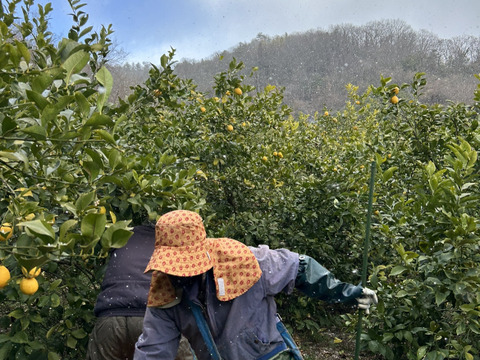 【広島県産】レモン果汁 720ml (x4本)【無添加・果汁100%】