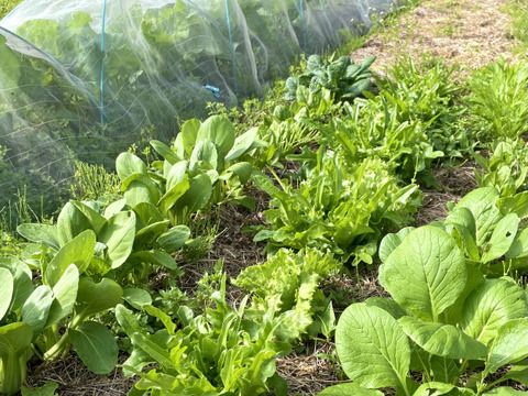 【お試しサイズ】山のミネラルたっぷり！ソノちゃんのこだわり野菜セット6〜7種