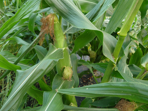 ズッキーニ！約1.8kg&第2弾！甘〜いトウモロコシ1.8㎏