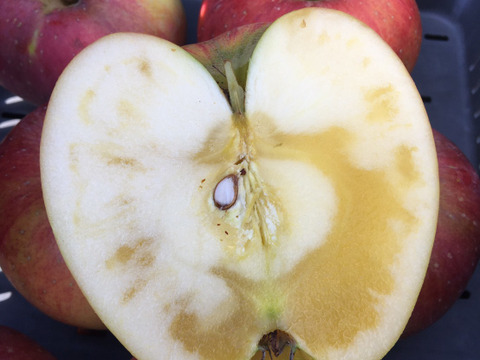 葉とらず　北斗　約5kg【2025年産】