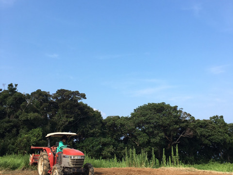 農園女子の新しょうが 高知県四万十市産 1kg　　土まで安心・皮ごと安心のこだわり栽培　栽培期間中農薬化学肥料不使用