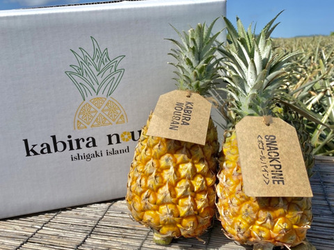 石垣島産　　ジュワリーパイン 石垣島産「ジュワリーパイン(規格外)10玉入り：沖縄県産のその他