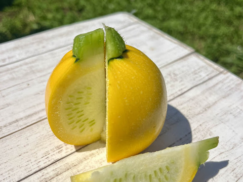 【千葉県産】有機ズッキーニ食べ比べセット１.5㎏～2kg入り