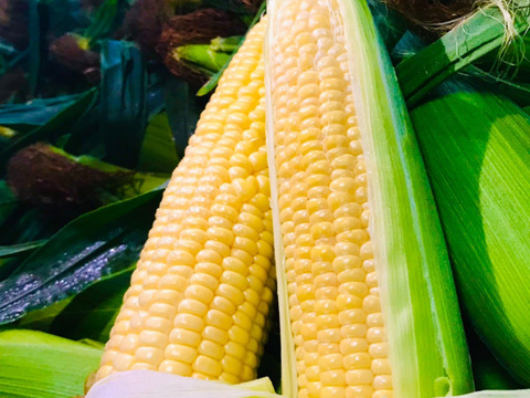 太陽の恵みいっぱい　あま～いとうもろこし（10本　約4キロ）