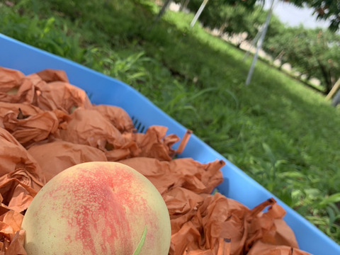 岡山県産【人気三品種】はじめ柔らかい白桃ご家庭用3.75kg箱12~18個入り