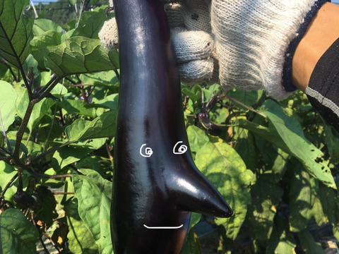 【予約割り中】【彩りセット】旬の野菜で美味しくモリモリ食べて健康に(2〜3人用)8〜10種【食べ比べセット】