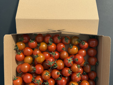 甘みとコクの赤ミニトマト1kg｜福島県大熊町産｜サンゴ砂礫農法