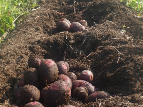 メチャうま！じゃがいも　グランドペチカ　5kg　自然栽培（栽培期間中肥料・農薬・除草剤不使用）