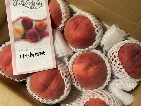 運命の出会い⁉️【67品種の桃を栽培】品種は何が届くかお楽しみ！白桃3㎏【夏ギフト】