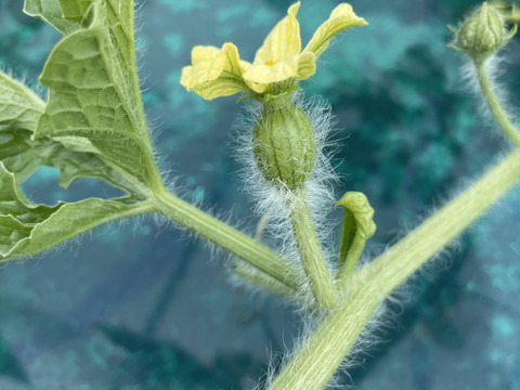 追加投稿！残り15玉！即終了！2025年150玉限定の自根栽培の激レアスイカ！シャリ！とした食感と水々しさ、汗と涙のロマンが詰まった希少価値のある金時の大玉スイカ（8kg）