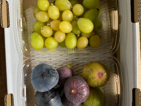 【秋の果物詰め合わせ】農薬不使用いちじく2パック　約600g　農薬不使用黄金シャインマスカット（種あり）2〜3房　約700g