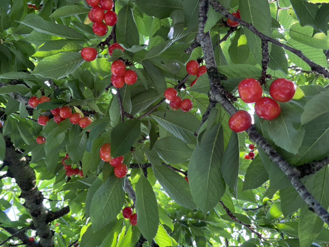 ★山形さくらんぼの産地東根市より初夏の味わい★～朝摘み～のもぎたて★さくらんぼ★佐藤錦★　ご家庭用　約１ｋｇ　ご家族でいかがですか？