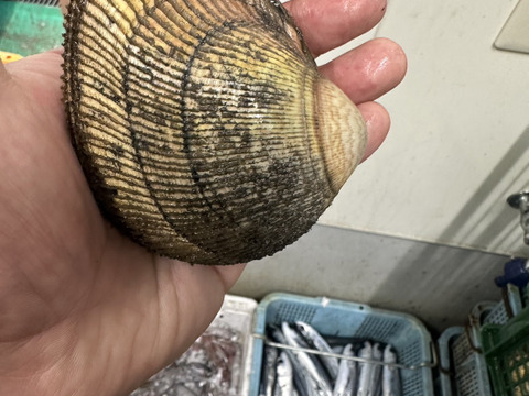 丹後とり貝の規格外/育成トリ貝/大サイズ/1個150～169ｇ/5個セット【生】