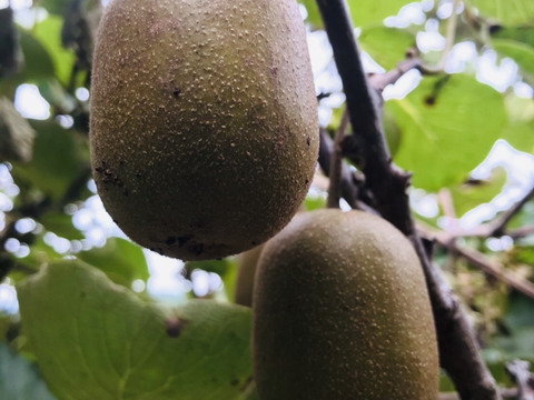 旬のキウイ2品種大玉2.0kg(20~25個)🥝【希少品種レインボーレッド・大人気イエロージョイ】農薬不使用✨️どちらも甘くてとってもジューシー‼️B品のおまけ付き😋