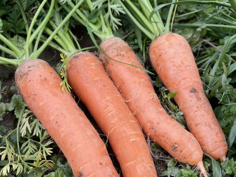 【自然栽培】葉付にんじん 3㎏（肥料・農薬不使用）