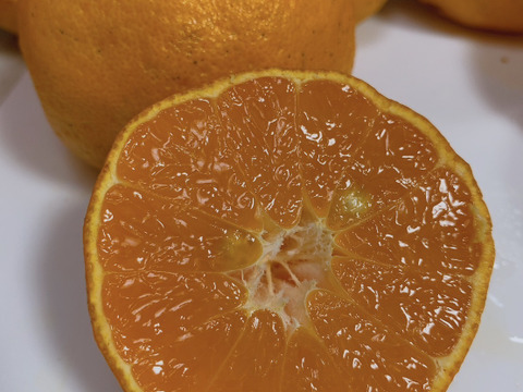 鹿児島県産「6〜8種のみかん柑橘詰め合わせ」【柑橘食べ比べ】10㎏