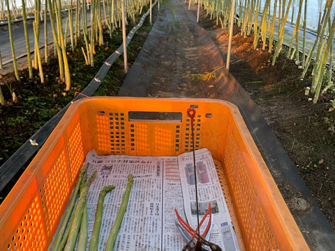 2025年北海道産！夏の青空アスパラ　Ｌサイズ(１kg)