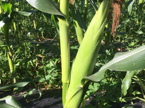 2025年8月中旬発送[自然栽培]朝採れ！程よい甘みのとうもろこしキャンベラ3本セット