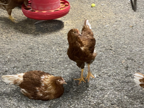 【平飼い赤鶏】産卵して24時間以内の朝採れたまご『規格外』超特価でお届けします。50個【不定期】