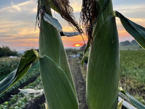 Sサイズ＊茨城県産旬野菜セット(約6〜7品目)