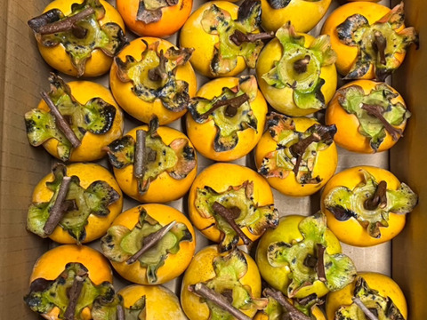 干し柿用 愛宕柿(あたご柿)