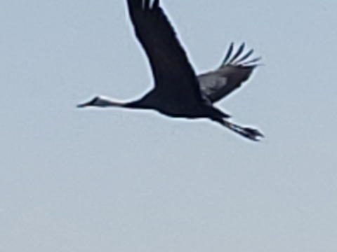 精米10kg令和6年産秋田こまち新米