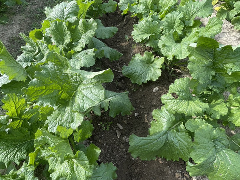 菜の花 恩智川沿いの菜の花】 近鉄東花園駅周辺の恩智川沿いで、菜の花