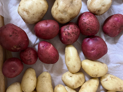 安心安全な『じゃがいも4品種詰合せ』3.2kg