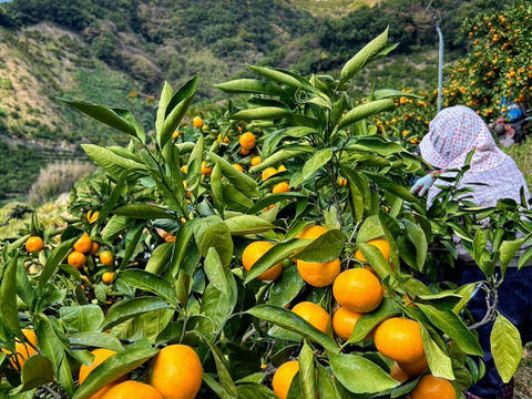 酸味と甘味のバランスの良い旬のちえみかん🍊（田口早生）５㌔