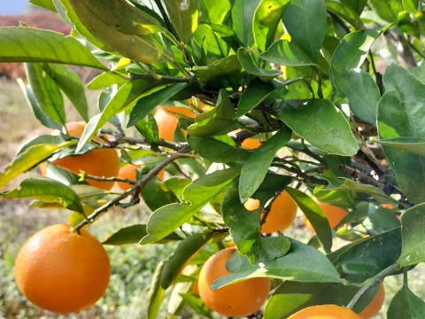 《農薬不使用》サイズ不揃い温州みかん(加工用・5kg)