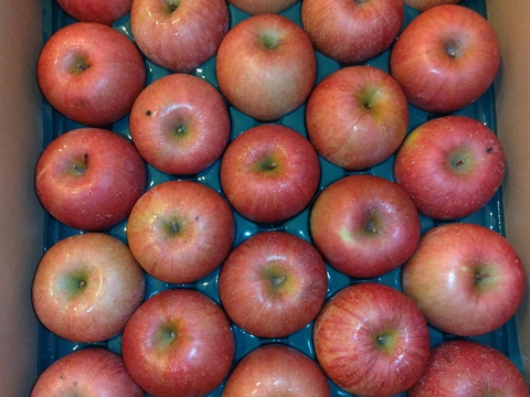 【数量限定・小玉】青森県産りんご「サンふじ」家庭用 キズ有 約5kg【美味・光センサー選果済】