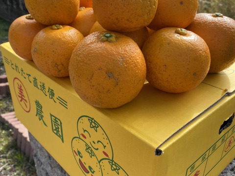 【数量限定】ポン酢に最高！まる美農園の美味しい橙（3kg）