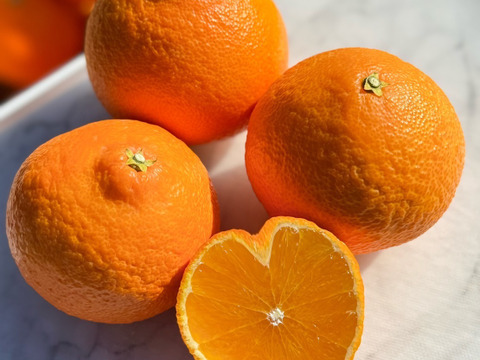 【贈答用】【熨斗対応】ハウス温室栽培新食感！プルプルの恋まどんな　※12月1日より順次出荷開始