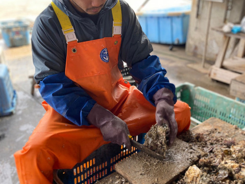 【生食】ミネラルたっぷり岩牡蠣(1.5kg)島根町　築島産