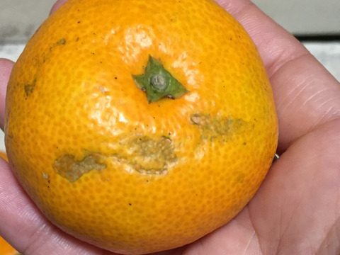 加工用 ジュースにしてください 農薬不使用の青島みかん8kg 神奈川県産 食べチョク 農家 漁師の産直ネット通販 旬の食材を生産者直送