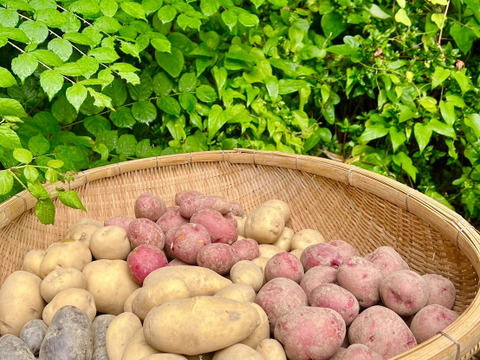 今が旬！淡路島 じゃがいも詰め合わせ