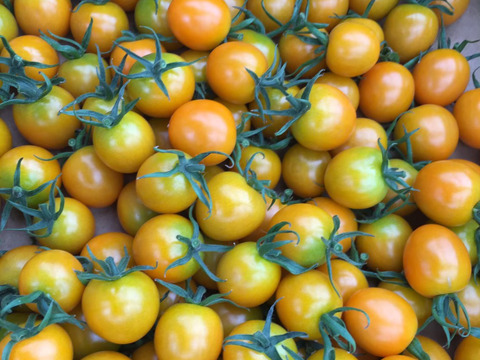 自家農園産レインボーミニトマトの詰め合わせセット