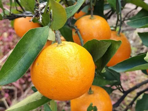 《農薬不使用》ギュッと濃厚！完熟みかん(ご自宅用・2kg)