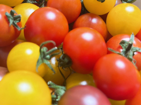 【食べ比べ】《食卓に彩りを》ビビッドカラフルミニトマト(1.3㎏)【トマト食べ比べ】