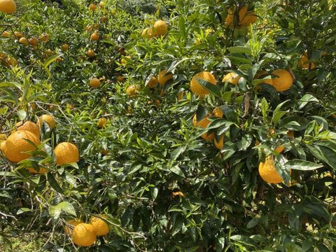 【今が旬】今が旬の幻の柑橘　淡路島なるとオレンジ　５kg数量限定