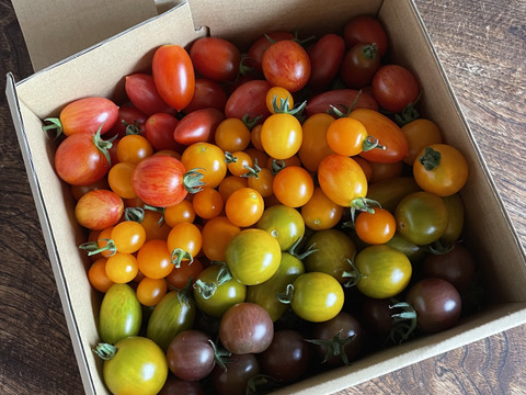 《食べ比べ》オーガニックカラフルミニトマト2kg