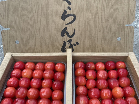 山形県産　佐藤錦 さくらんぼ 1kg 贈答用 Amazon.co.jp: 山形県産 ご家庭用 さくらんぼ 佐藤錦 1kg (M
