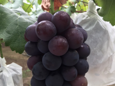 【10名様限定】多汁性が低いため果汁が流れにくく皮離れしにくいためパフェやフルーツサンドにもってこい！程よい酸味で糖度20度前後！　（色薄）