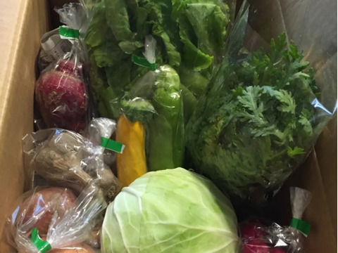 【夏ギフト】おー！カラフル！納涼★お祭りセット！カラフル野菜で猛暑払い！
～農薬/化学肥料・不使用