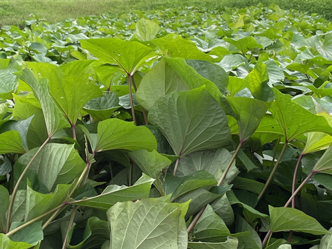 洞窟さつまいも　べにはるか　10kg  　熟成1ヶ月