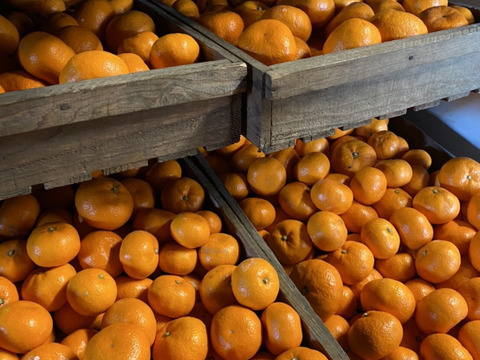 【貯蔵みかん】静岡県産　寿太郎みかん　5kg   農家直送　訳あり　家庭用　美味しいみかん