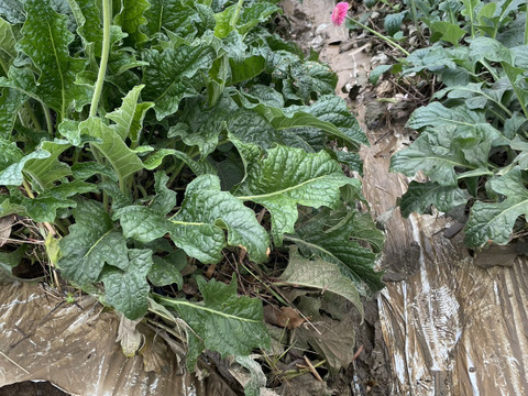 【1口5000円版】令和5年7月大雨による浸水害　被災生産者応援チケット （※商品の発送はありません）
