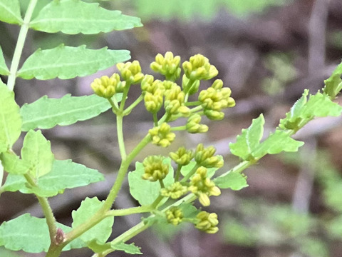 森育ち！天然の花山椒　20g
